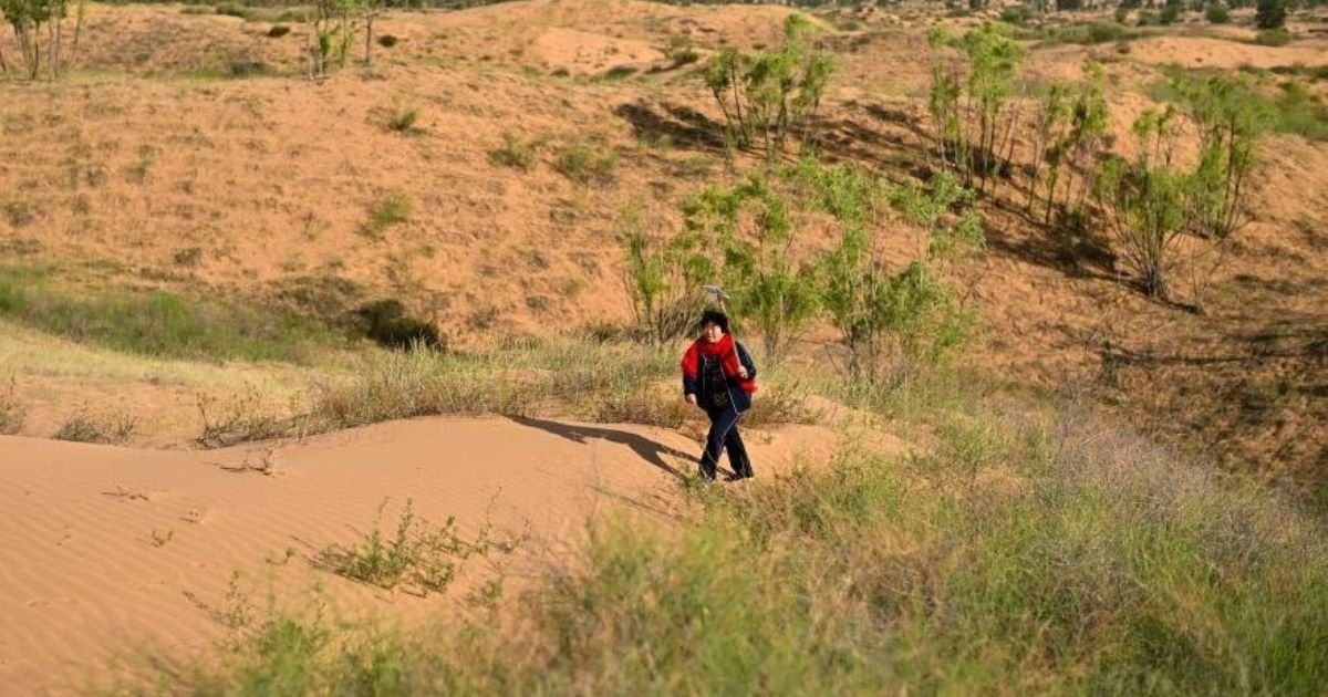 Berawal dari tekad seorang perempuan, gurun di Mongolia Dalam berubah menjadi hutan. Simak kisah inspiratif Yin Yuzhen.