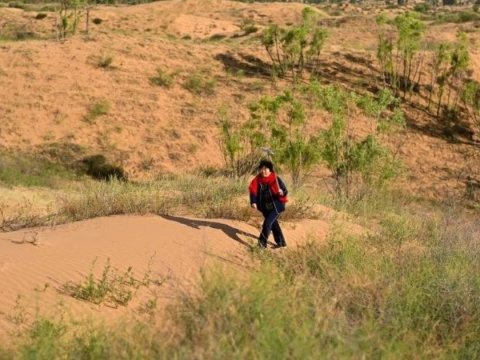 Berawal dari tekad seorang perempuan, gurun di Mongolia Dalam berubah menjadi hutan. Simak kisah inspiratif Yin Yuzhen.